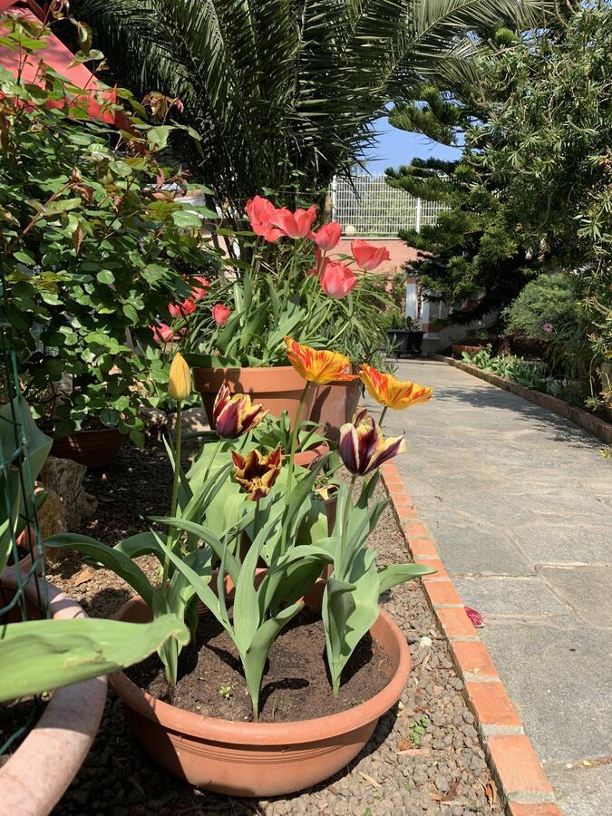 Resort Dependance Di Villa Rosa Maria Савона Экстерьер фото